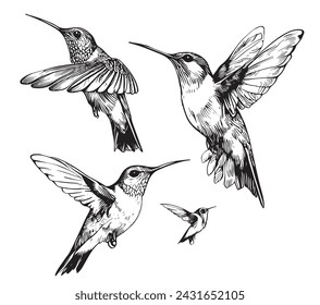 Set hummingbirds. Sketch pencil. Drawing by hand.