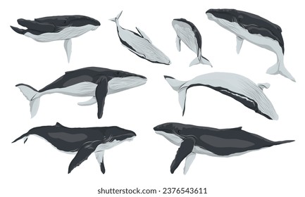 Conjunto de ballenas jorobadas y sus terneros. Mamíferos acuáticos secundarios realistas Megaptera novaeangliae. Animales