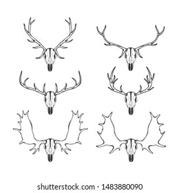 Set of hunter trophy. Horned dear skulls. Vector illustration.