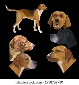 Set of hunting dogs. English pointers and scent hounds. Vector illustration isolated on white background