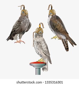 Set of hunting falcons with a hood on his head. Set of vector illustration isolated on white background.