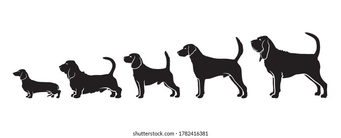 Set of hunting hound dog breeds by size or height - isolated vector illustration