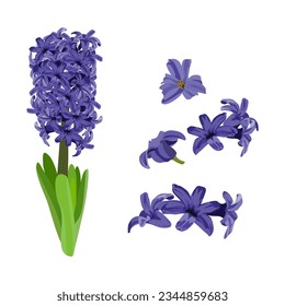 Set of hyacinth flowers isolated on white background. vector illustration.