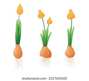 Conjunto de jacintos con hojas y bombillas. Dibujo vectorial de flores amarillas florecientes.