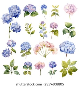 Set of Hydrangea Flower Watercolor