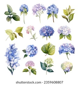 Set of Hydrangea Flower Watercolor