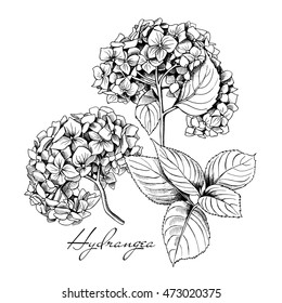 アジサイの花と葉のセット 白黒のベクター画像イラスト のベクター画像素材 ロイヤリティフリー Shutterstock