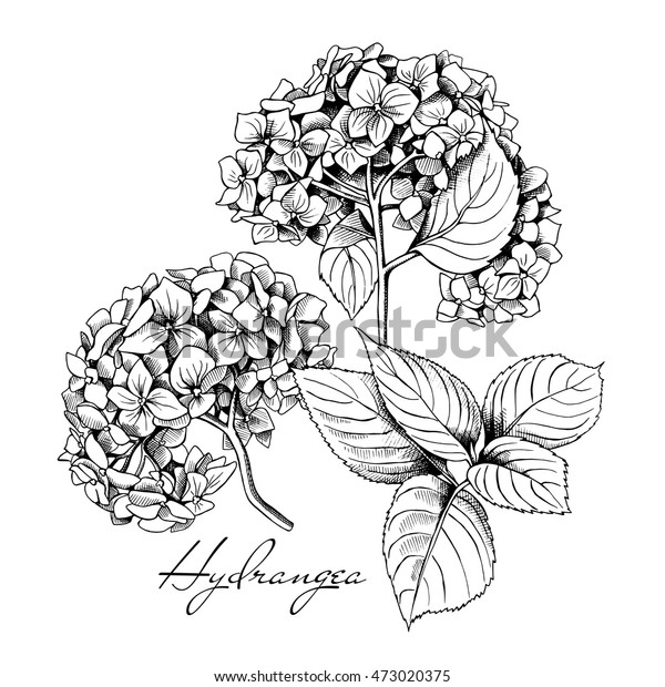 Set Hydrangea Flowers Leaf Vector Black Stock Vector Royalty Free