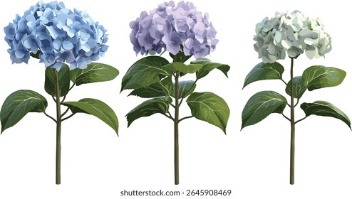 Set of Hydrangea macrophylla CloundWaterBlue, bigleaf hydrangea, French hydrangea, lacecap hydrangea, hortensia, tree, botanical, garden, floral, cutout, vector illustration.