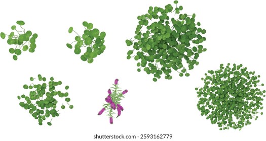 set of Hydrocotyle,Lythrum plants on transparent background from the top view