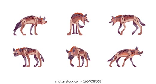 Set Hyena character with different action poses and views isolated on white background