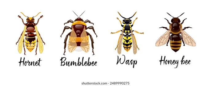 Set of Hymenoptera insects. Hornet, bumblebee, wasp, honey bee. Realistic design of insects on a white background