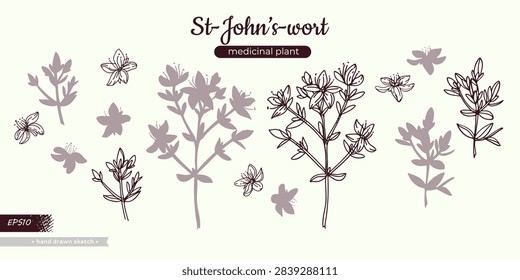 Set of Hypericum or St. John’s wort, medicinal plant, sketch of stem with leaves and flowers. Vector illustration