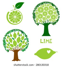 set icon lime fruit isolated on White background. Vector illustration