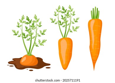 Set Icons Carrot Growing in Soil, Vegetable with Green Leaves, Short and Long Root Isolated on White Background. Fresh Garden Veggies, Organic Whole Plants Design Elements. Cartoon Vector Illustration