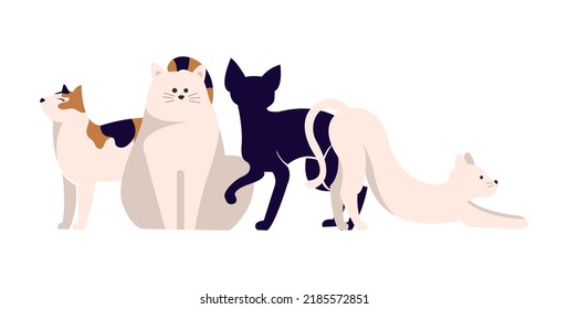 Set of icons with cats. Flat design vector. Variety breeds cats in different poses sitting, standing, stretching, lying. For veterinary clinic, pet shop advertising concept. Collection of kittens