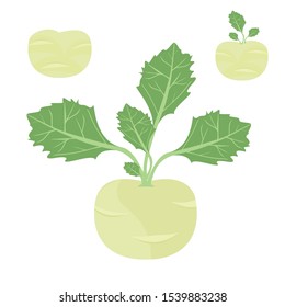 Set icons of cherub. Vector clipart of eco vegetables.