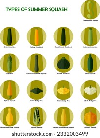 Conjunto de iconos con diferentes tipos de squash de verano. Cucurbita. Cucurbitaceae. Frutas y verduras. Ilustración vectorial aislada. Estilo plano.