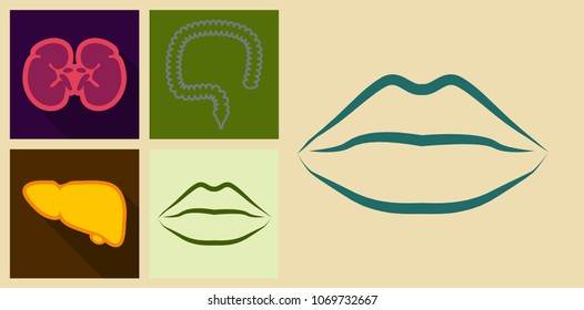 Set of Icons in flat design on medecine theme intestines in digestive system, liver, lips, kidneys.