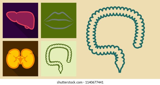 Set of Icons in flat design on medecine theme intestines in digestive system, liver, lips, kidneys.