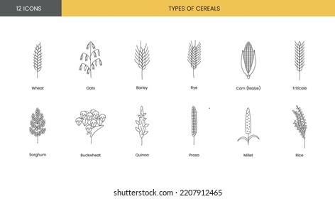 The set of icons of grain plants includes wheat, oats and barley, rye and corn, triticale and sorghum, buckwheat and quinoa, prosho or millet, rice. Vector line illustration.