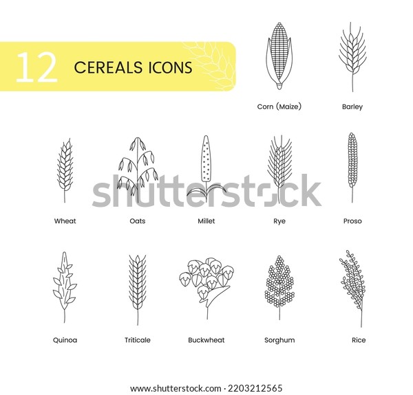 The\
set of icons of grain plants includes wheat, oats and barley, rye\
and corn, triticale and sorghum, buckwheat and quinoa, prosho or\
millet, rice. Vector line illustration cereal\
plants.
