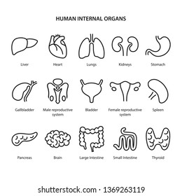 Set of icons of human internal organs in outline style over white background. Vector illustration