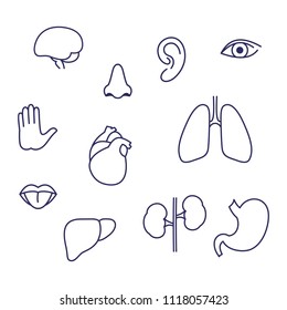 set icons of human organs , five senses, isolated linear symbols internal organs and sensory organs vector