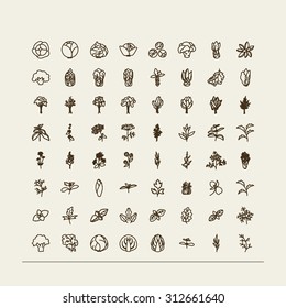 Set of icons - a leafy vegetables. A vector.