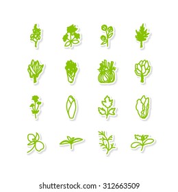 Set of icons - a leafy vegetables. A vector.