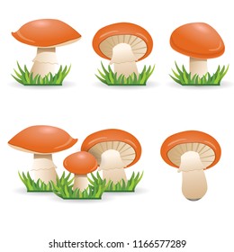 Set Of icons mushrooms boletus. vegetable healthy food. mushrooms isolated on white background. Vector collection cartoon illustration.
