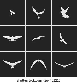 set of icons on the theme of Birds