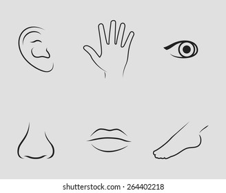 set of icons on the theme of Body parts