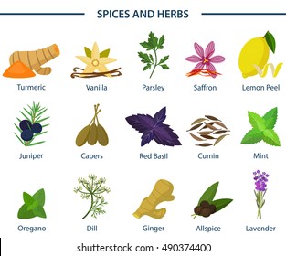 Set of icons of seasoning or spice on plates. Turmeric or tumeric, flat-leaved vanilla, orchid and parsley, saffron and lemon peel, juniper and capers, basil and cumin, mint and oregano, asian dill