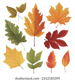 A set of icons with various leaves, autumn natural leaves botanical vector illustration