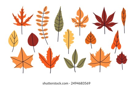 A set of icons with various leaves, autumn natural leaves botanical vector illustration .Autumn set of hand drawn cute and cozy design elements. Fall, Thanksgiving Day, Autumn season.