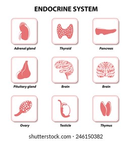 Set icons. Vector. Human anatomy. Endocrine system (pituitary gland, pineal gland, testicle, ovary, pancreas, thyroid, thymus, adrenal gland). 