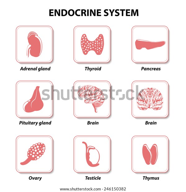 设置图标 矢量 人体解剖学内分泌系统 垂体 松果体 睾丸 卵巢 胰腺 甲状腺 胸腺 肾上腺 库存矢量图 免版税