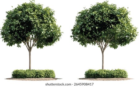 Set of Ilex aquifolium and Corylus maxima purpurea small street trees in sunny daylight, perfectly cutout, garden plants, landscaping design, vector illustration.