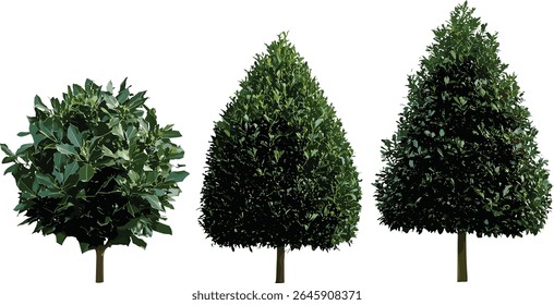 Conjunto de Ilex aquifolium, azevinho, azevinho inglês, azevinho europeu, azevinho de Natal, árvores de rua, arbusto, luz do dia ensolarada, recorte de árvore isolado, ilustração vetorial, natureza, jardim, plantas sazonais.