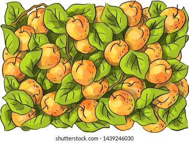 Set illustration with apricots and leaves, garden with apricots, textile pattern