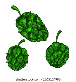 Set of Illustration of beer hops in engraving style. Design element for logo, label, sign, poster, t shirt. Vector illustration