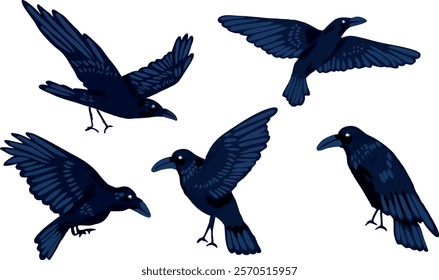 Set illustration bird raven crow fly vector black blue