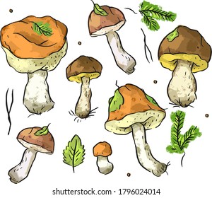 Set illustration with boletus mushrooms, leaves and  fir branches