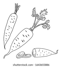 Set of illustration of carrot in line style. Design element for emblem, sign, poster, card, banner, flyer. Vector illustration