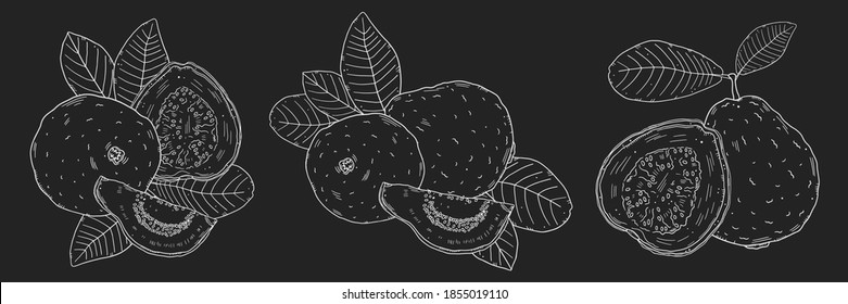 Set of illustration compositions with guava fruit and leaves. White chalk outline on a black background. Isolated objects. Doodle style.