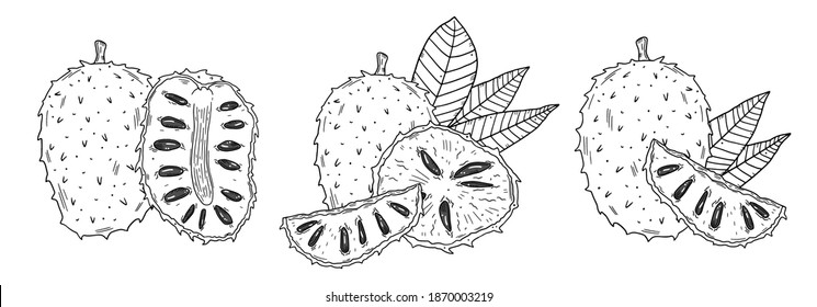 Set of illustration compositions with soursop fruit and leaves. Black outline image on a white background. Isolated objects. Doodle style.