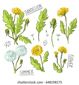 Set illustration with dandelion