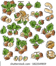 Set illustration with hazelnuts, groundnuts and walnuts in different angles