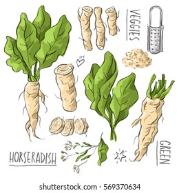 Set illustration with horseradish